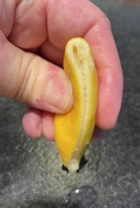 Eine Hand quetscht eine Zitrone aus