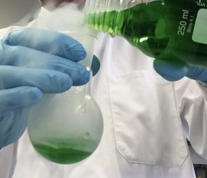 Eine Person in einem weißen Kittel mit einem blauen Handschuh schüttet eine grüne Flüssigkeit aus einer Laborflasche in einen runden Kolben Indistrielle Biotechnologie